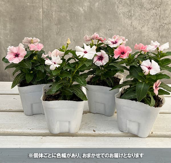 バベット　ニンナ　モフリ コンセプト｜Minnie Tiller MM300E/MM300A｜ミニ耕うん機｜製品情報