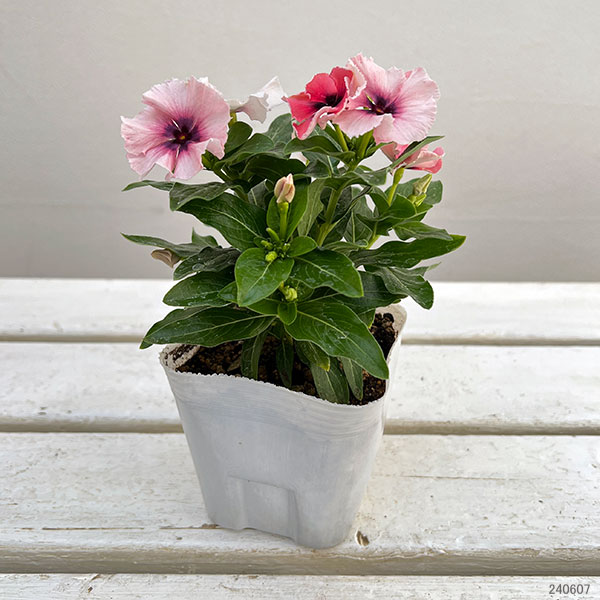 園芸ネット本店｜ニチニチソウ：モネ フリル オリジナルミックス 3.5号