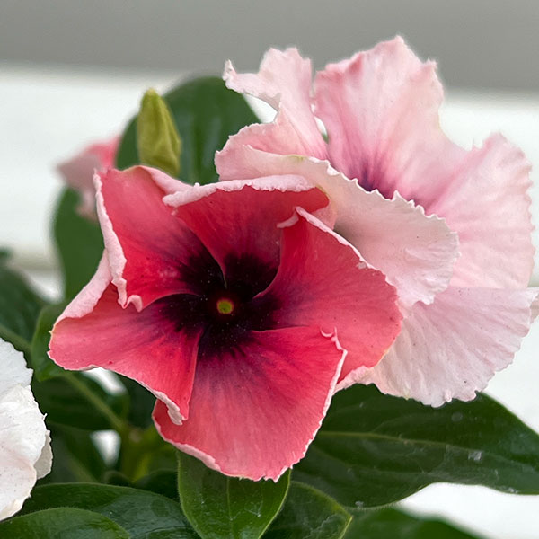 園芸ネット本店｜ニチニチソウ：モネ フリル オリジナルミックス 3.5号