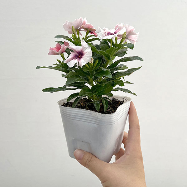 園芸ネット本店｜ニチニチソウ：モネ フリル オリジナルミックス 3.5号