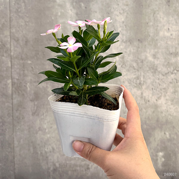 山野草　色丹固有種　カタオカソウ　12ｃｍポット15個セット 紫桜館山の花屋 | オンライン見積もり - 「山野草セット：マツモト