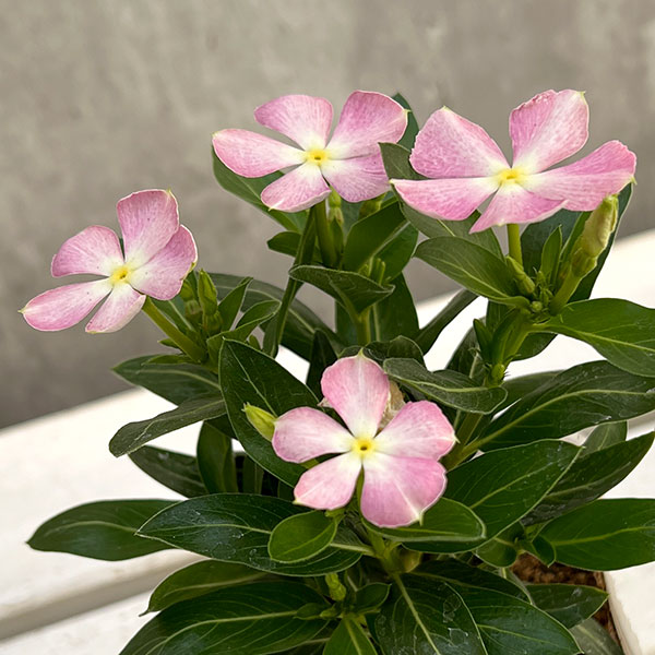 園芸ネット本店｜ニチニチソウ：かざぐるまミックス3.5号ポット の通販