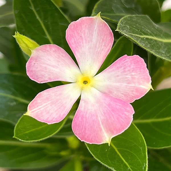 園芸ネット本店｜ニチニチソウ：かざぐるまミックス3.5号ポット の通販