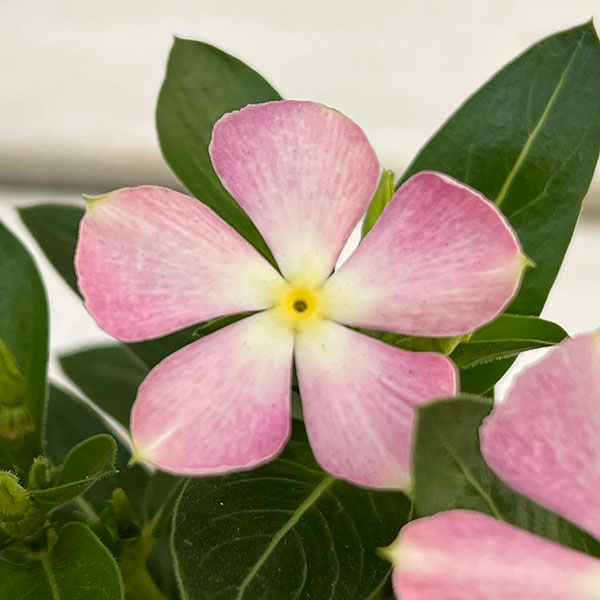 山野草　色丹固有種　カタオカソウ　12ｃｍポット15個セット 山野草 色丹固有種 カタオカソウ 12cmポット15個セット 山野草 3
