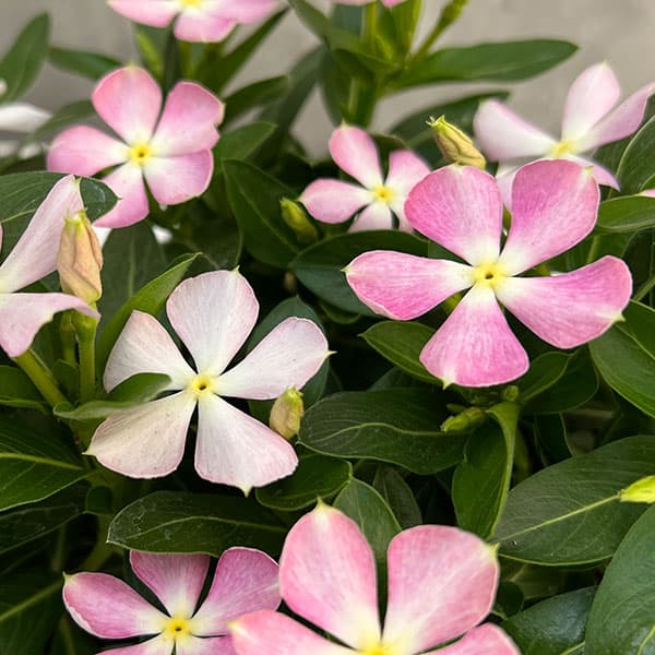 園芸ネット本店｜ニチニチソウ：かざぐるまミックス3.5号ポット の通販