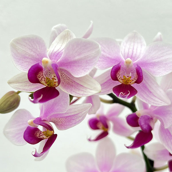 園芸ネット本店｜ミディコチョウラン：カシオペア 2本立ち 3号