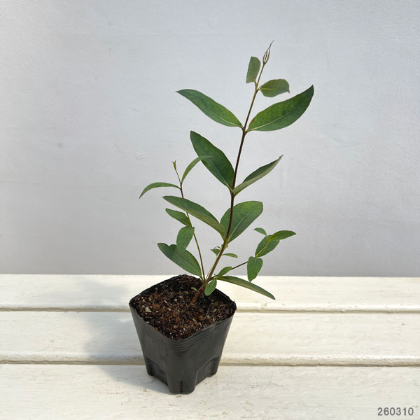 ユーカリ：オリダ（ストロベリーガム）3号ポット