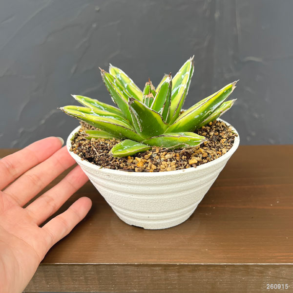 アガベ:輝山(きざん) 4号鉢植え
