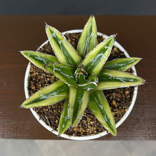 アガベ:輝山(きざん) 4号鉢植え