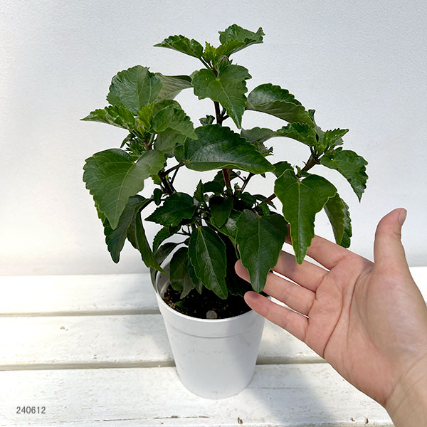 ハイビスカス：クリオ 4号鉢植え