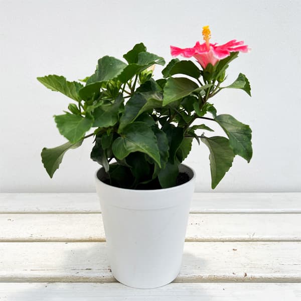 ハイビスカス：クリオ 4号鉢植え
