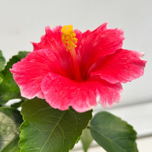 ハイビスカス：クリオ 4号鉢植え