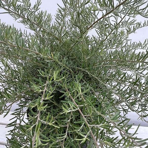 グレビレア：イルミナ7号鉢植え