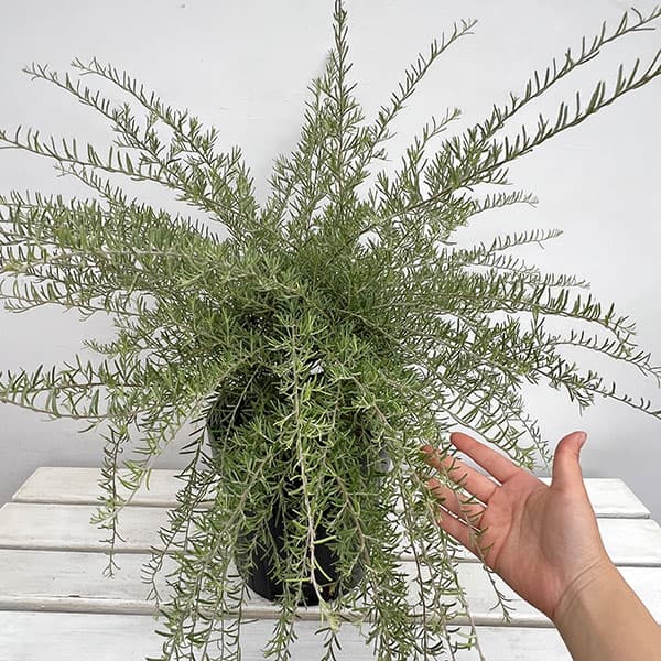 グレビレア：イルミナ7号鉢植え