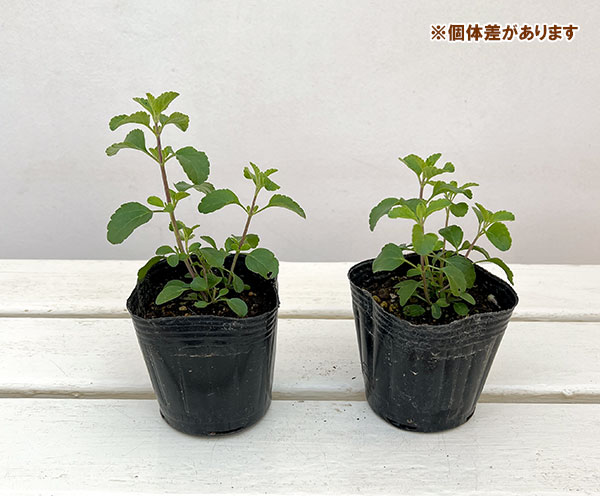 チェリーセージ：ダンシングドール2.5-3号ポット