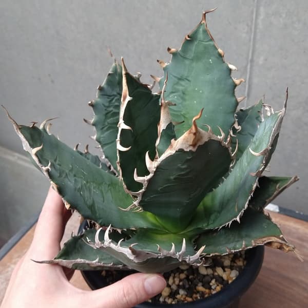 アガベ：チタノタ 特大株 ITALY NO NEME（24-E01） の通販