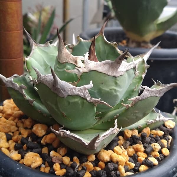 園芸ネット本店｜アガベ：チタノタ ITALY NO NEME（24-E02） の通販