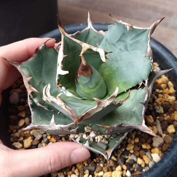 アガベ：チタノタ 阿修羅（24-E06） の通販 | 園芸ネット 