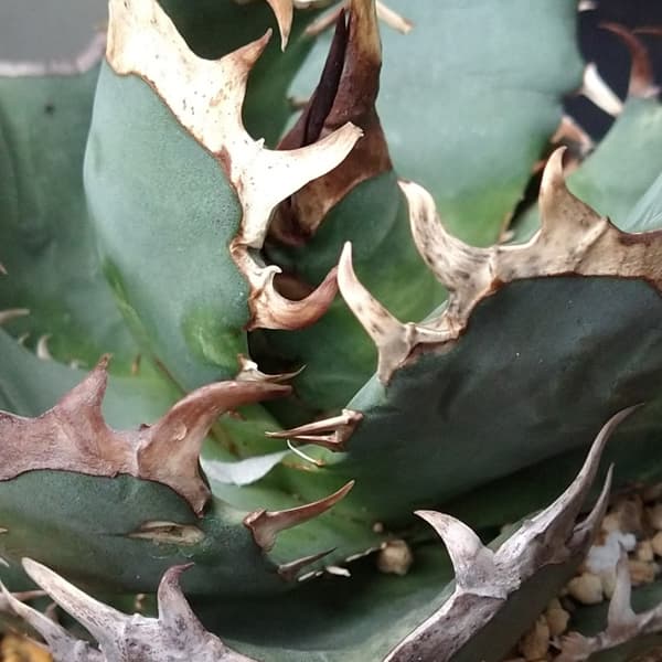 園芸ネット本店｜アガベ：チタノタ 阿修羅（24-E06） の通販【公式】