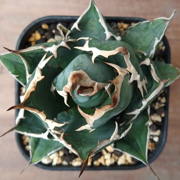 園芸ネット本店｜アガベ：チタノタ ITALY NO NEME（24-E09） の通販