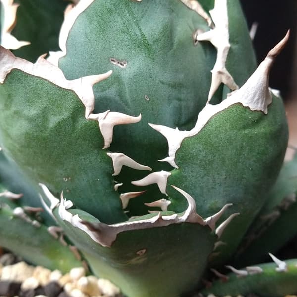 アガベ：チタノタ ITALY NO NEME（24-E09） の通販 | 園芸ネット