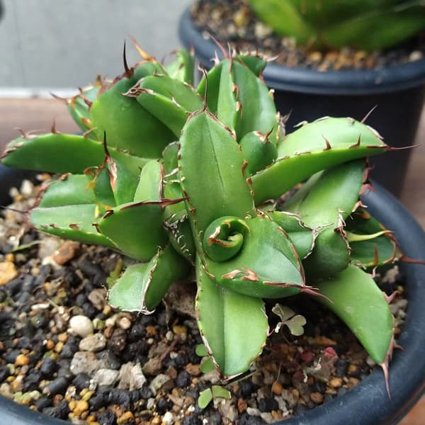 アガベ チタノタ ローズ 【公式通販】