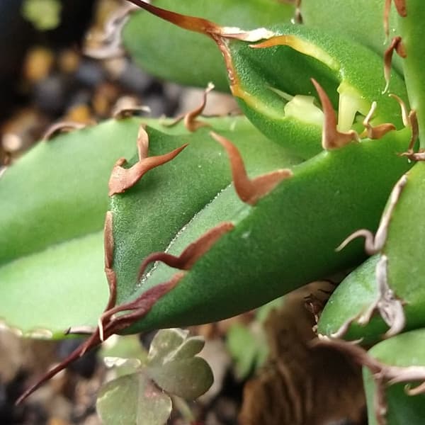 園芸ネット本店｜アガベ：チタノタ ローズ 群衆株（24-E11） の通販