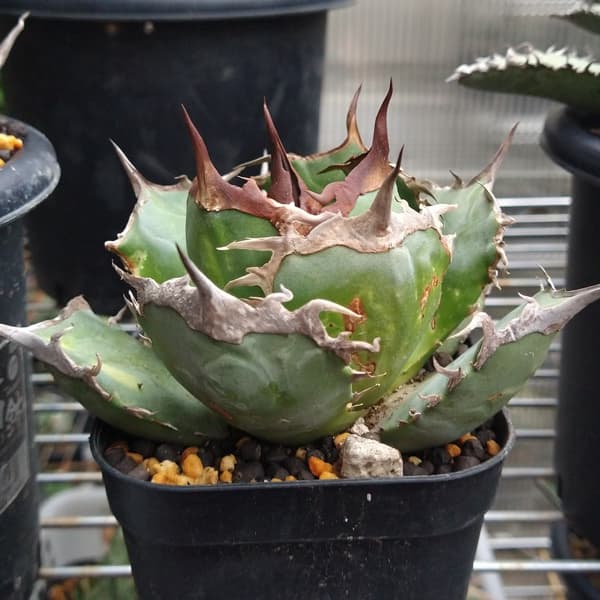 園芸ネット本店｜アガベ：チタノタ ITALY NO NEME（24-E12） の通販