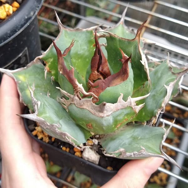 カルフォルニア 輸入 強針 チタノタ Yahoo!オークション - T62【パンダ園芸】アガベ チタノタ赤魔 強