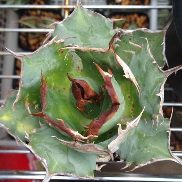 アガベ：チタノタ ITALY NO NEME（24-E12） の通販 | 園芸ネット