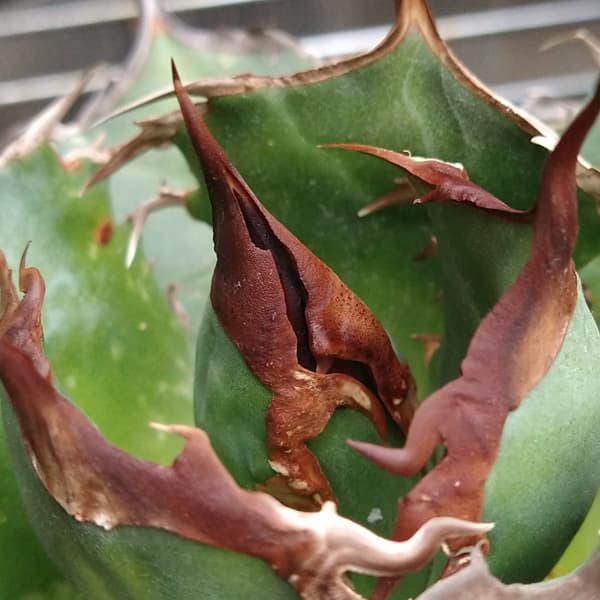 園芸ネット本店｜アガベ：チタノタ ITALY NO NEME（24-E12） の通販