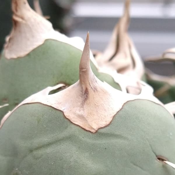 イラン株　angryheart アガベ：チタノタ アングリーハート（24-E14） の通販 | 園芸ネット