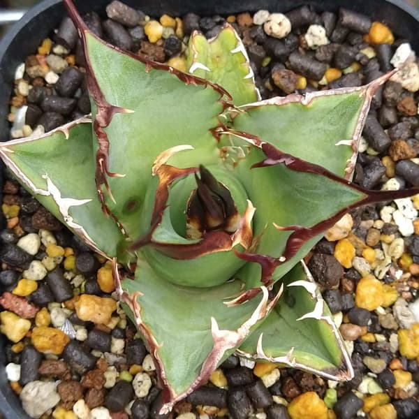 園芸ネット本店｜アガベ：チタノタ（24-E18） の通販【公式】