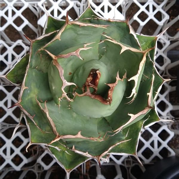 アガベ チタノタ ローズ（大株）※希少 園芸ネット本店｜アガベ：チタノタ ローズ（24-E21） の通販【公式】