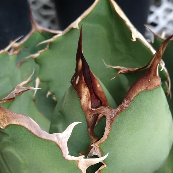 アガベ チタノタ ローズ（大株）※希少 園芸ネット本店｜アガベ：チタノタ ローズ（24-E21） の通販【公式】