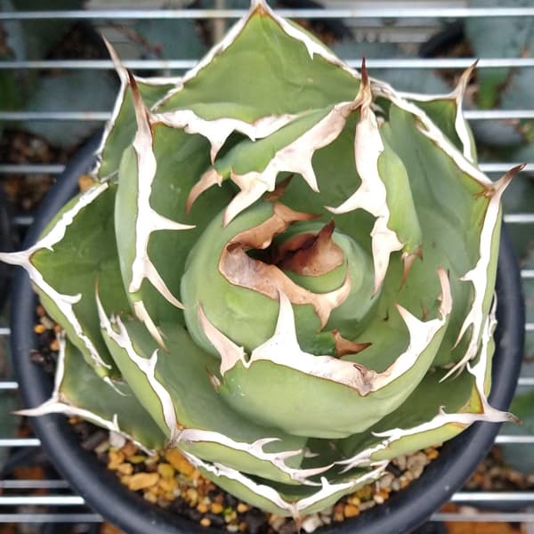 Y2【AGAVE TITANOTA ' Sea King海王 】アガベ チタノタ 強棘 海王