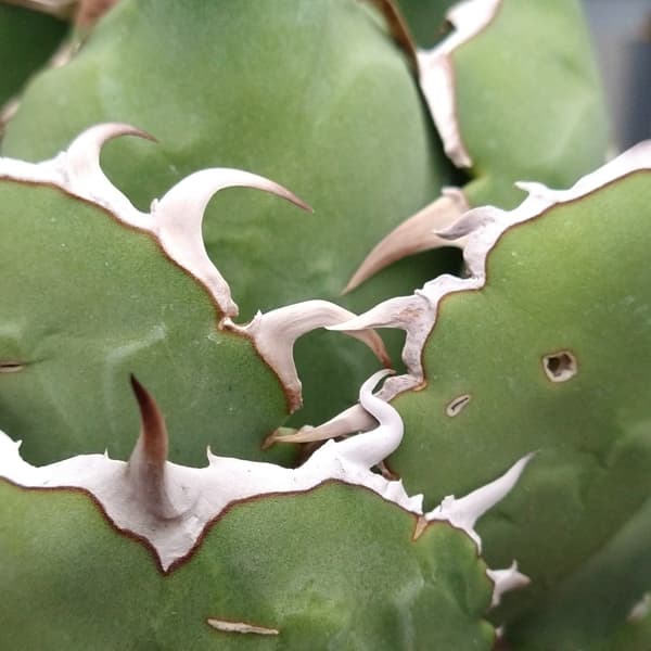 24個セットアガベチタノタ曲刺八蕾‼️726*24 24個セットアガベチタノタ