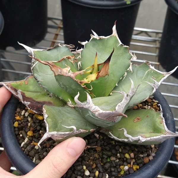 園芸ネット本店｜アガベ：オテロイ（24-E30） の通販【公式】