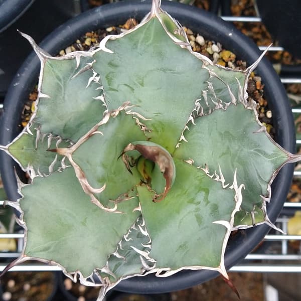 園芸ネット本店｜アガベ：オテロイ（24-E31） の通販【公式】