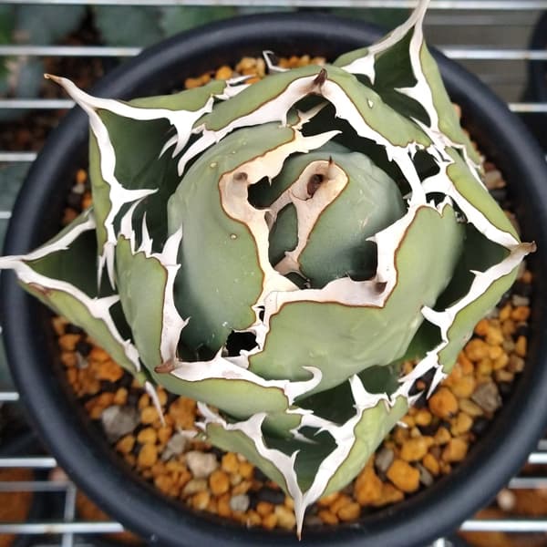 アガベ チタノタ 連絡用ページ アガベ チタノタ 