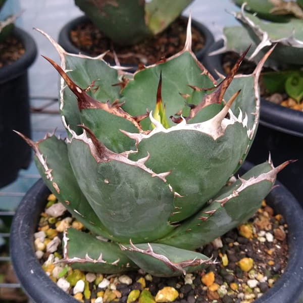 アガベ　チタノタローズ 園芸ネット本店｜アガベ：チタノタ ローズ（24-E38） の通販【公式】