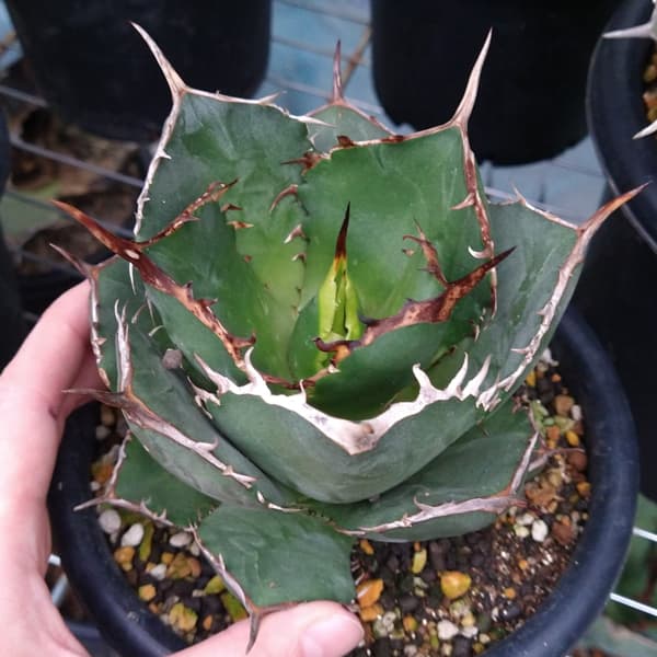 園芸ネット本店｜アガベ：チタノタ ローズ（24-E38） の通販【公式】