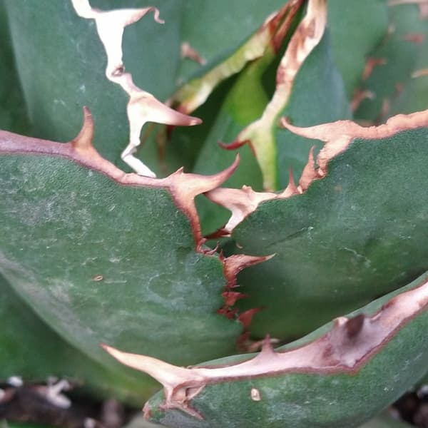 アガベ：チタノタ ローズ（24-E40） の通販 | 園芸ネット