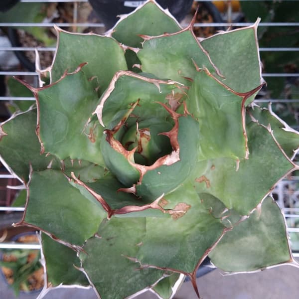 園芸ネット本店｜アガベ：チタノタ ローズ（24-E41） の通販【公式】