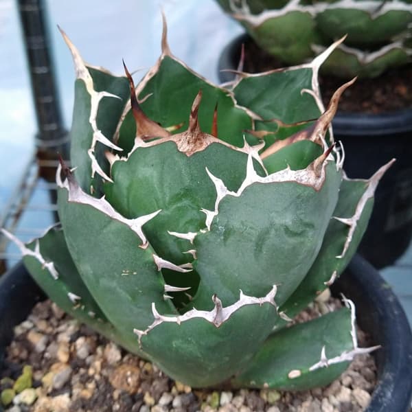 園芸ネット本店｜アガベ：チタノタ ローズ（24-E42） の通販【公式】