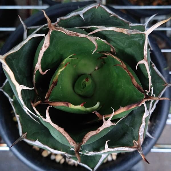 園芸ネット本店｜アガベ：チタノタ ローズ（24-E42） の通販【公式】