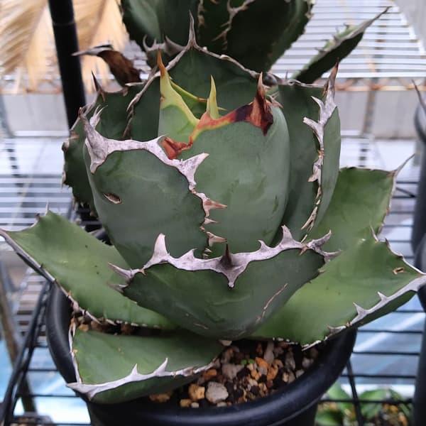 園芸ネット本店｜アガベ：チタノタ （24-E46） の通販【公式】