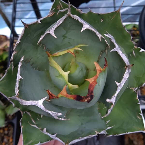 園芸ネット本店｜アガベ：チタノタ （24-E46） の通販【公式】