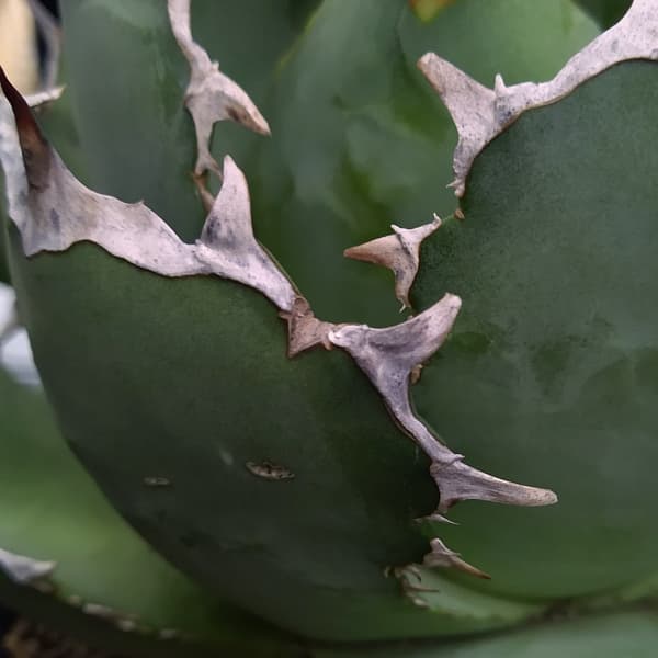 園芸ネット本店｜アガベ：チタノタ （24-E46） の通販【公式】