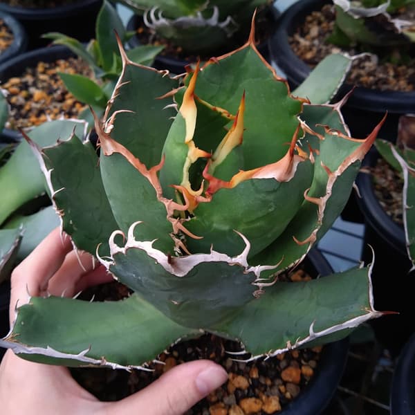 園芸ネット本店｜アガベ：チタノタ ローズ（24-E47） の通販【公式】